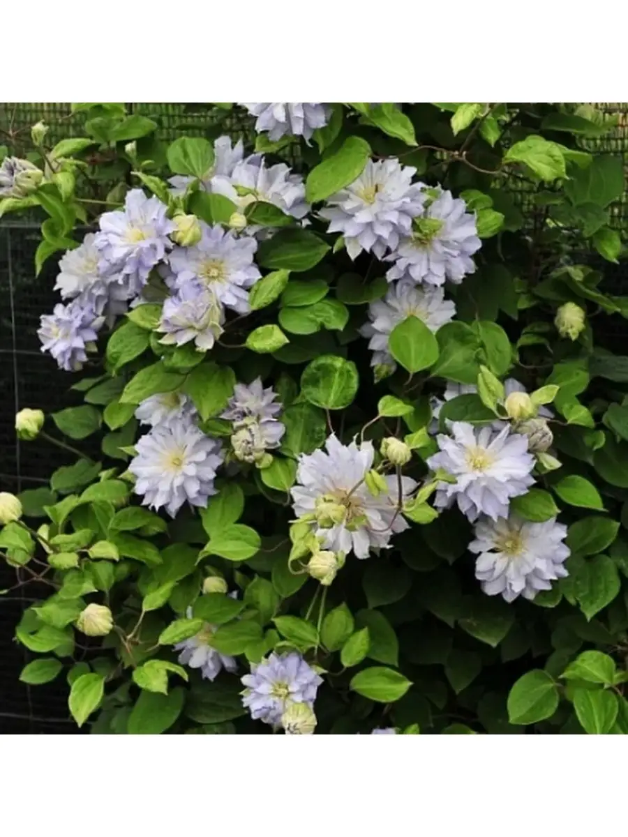 Shogun Double Clemantis - so pretty!! = D Clematis plants, Clematis flower, Clem