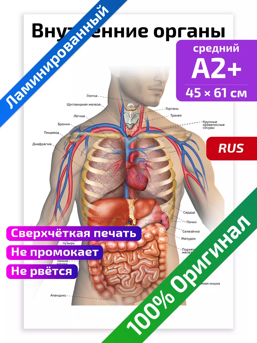 Внутренние органы человека анатомический плакат 45х61см Квинг купить по  цене 462 ₽ в интернет-магазине Wildberries | 74642815