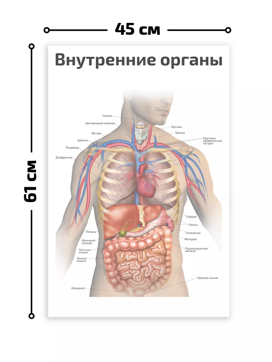 Внутренние органы человека анатомический плакат 45х61см Квинг купить по  цене 18,84 р. в интернет-магазине Wildberries в Беларуси | 74642815