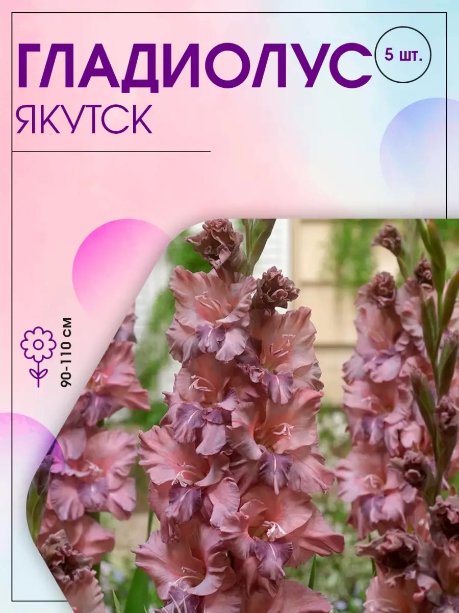 Гладиолус Якутск Огни городов 5 шт Агрохолдинг Поиск купить по цене 0 ֏ в  интернет-магазине Wildberries в Армении | 75607358