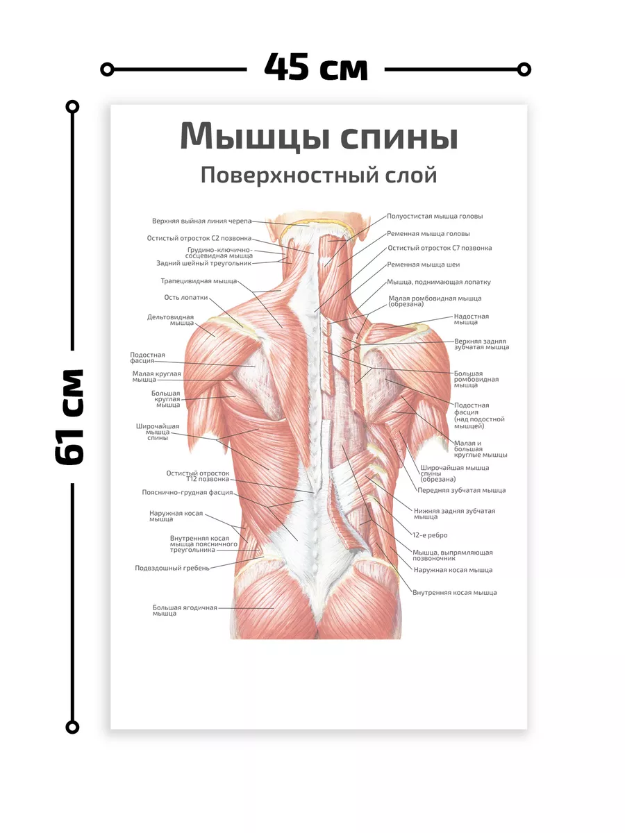 Мышцы спины поверхностный слой медицинский плакат 45х61см Квинг купить по  цене 467 ₽ в интернет-магазине Wildberries | 78556873