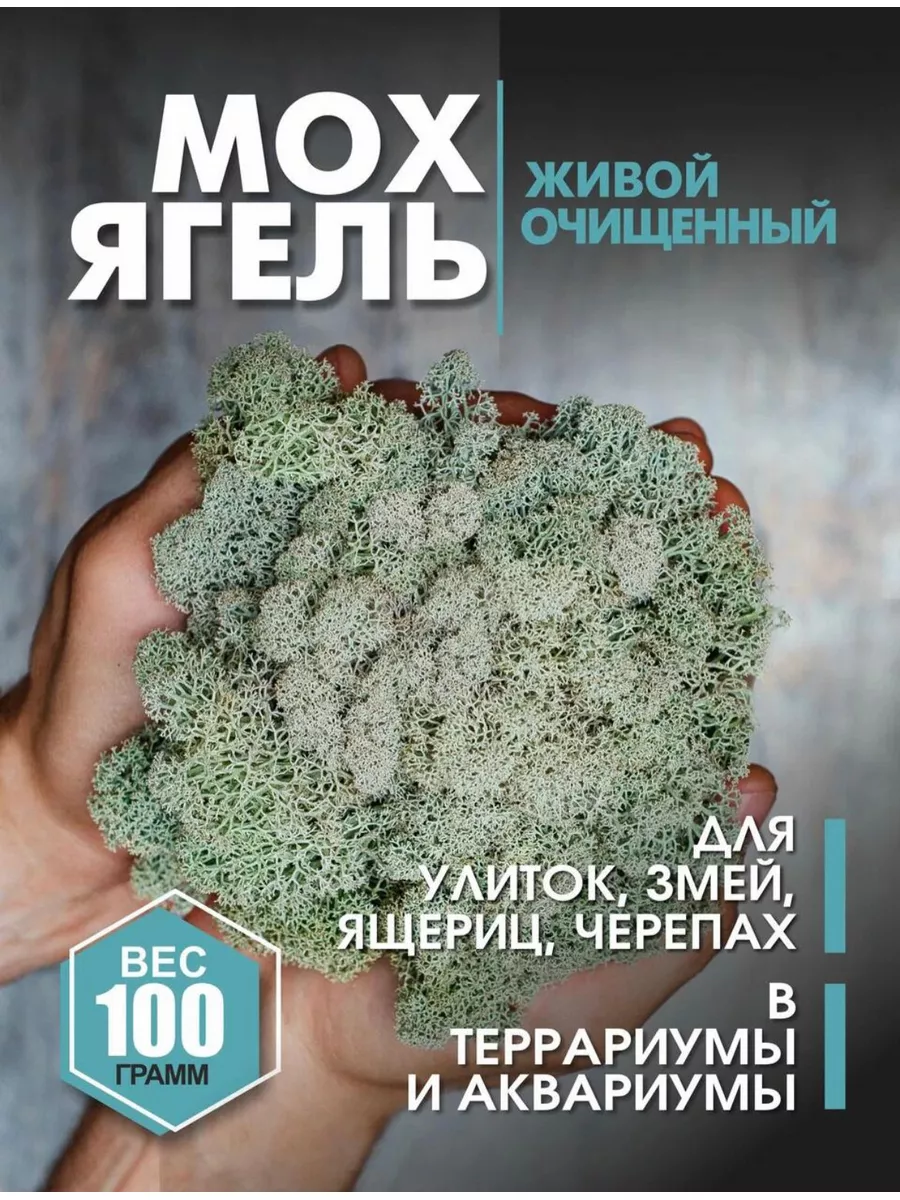 Мох ягель живой Flowers for home купить по цене 300 ₽ в интернет-магазине  Wildberries | 82109605