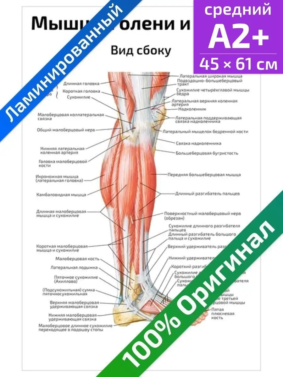 Мышцы голени и стопы вид сбоку анатомический плакат 45х61см Квинг купить по  цене 462 ₽ в интернет-магазине Wildberries | 84923099