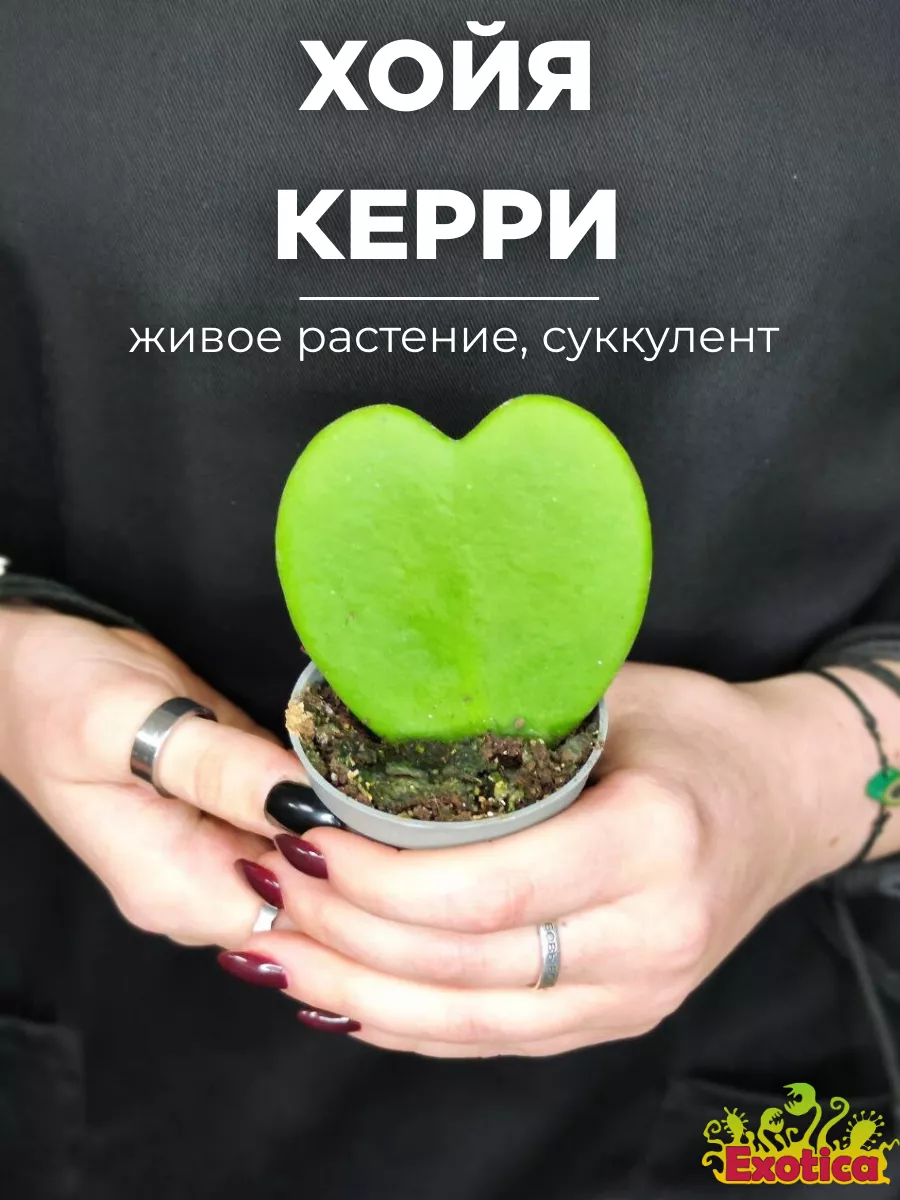 Хойя Керри (Hoya Kerrii Single) D5см Exotica купить по цене 680 ₽ в  интернет-магазине Wildberries | 87070232