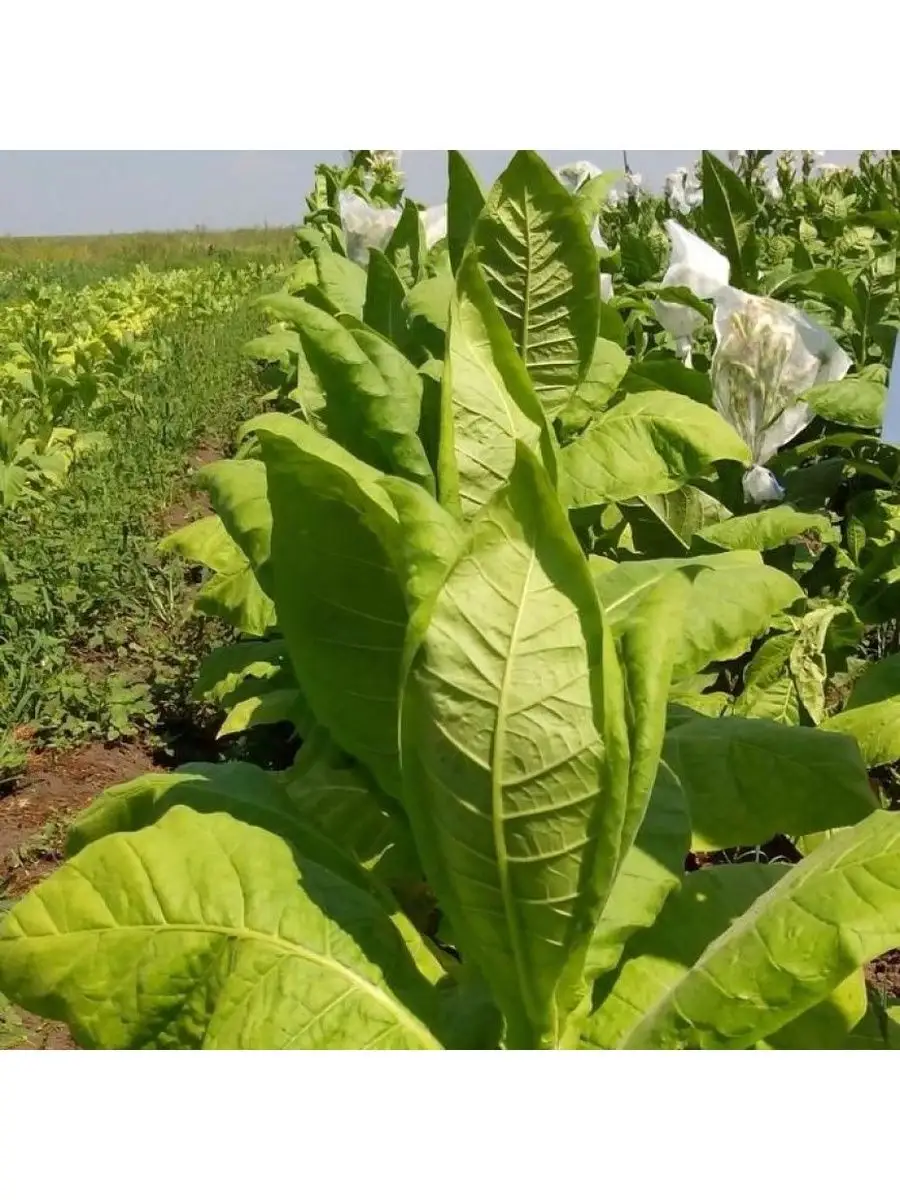 Купить Семена Табака В Иваново