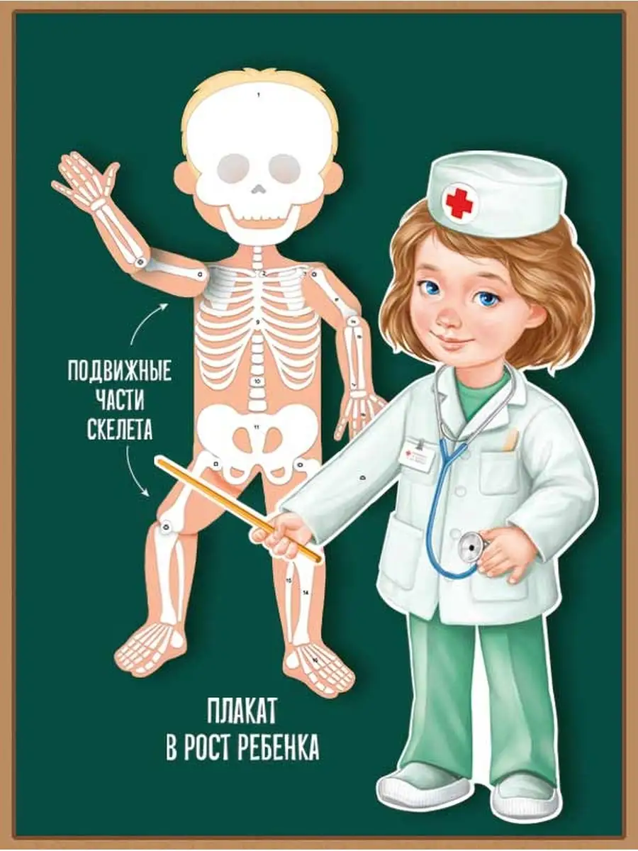Плакат обучающий анатомия скелет для школы детского сада ТМ Империя  поздравлений купить по цене 511 ₽ в интернет-магазине Wildberries | 89052923