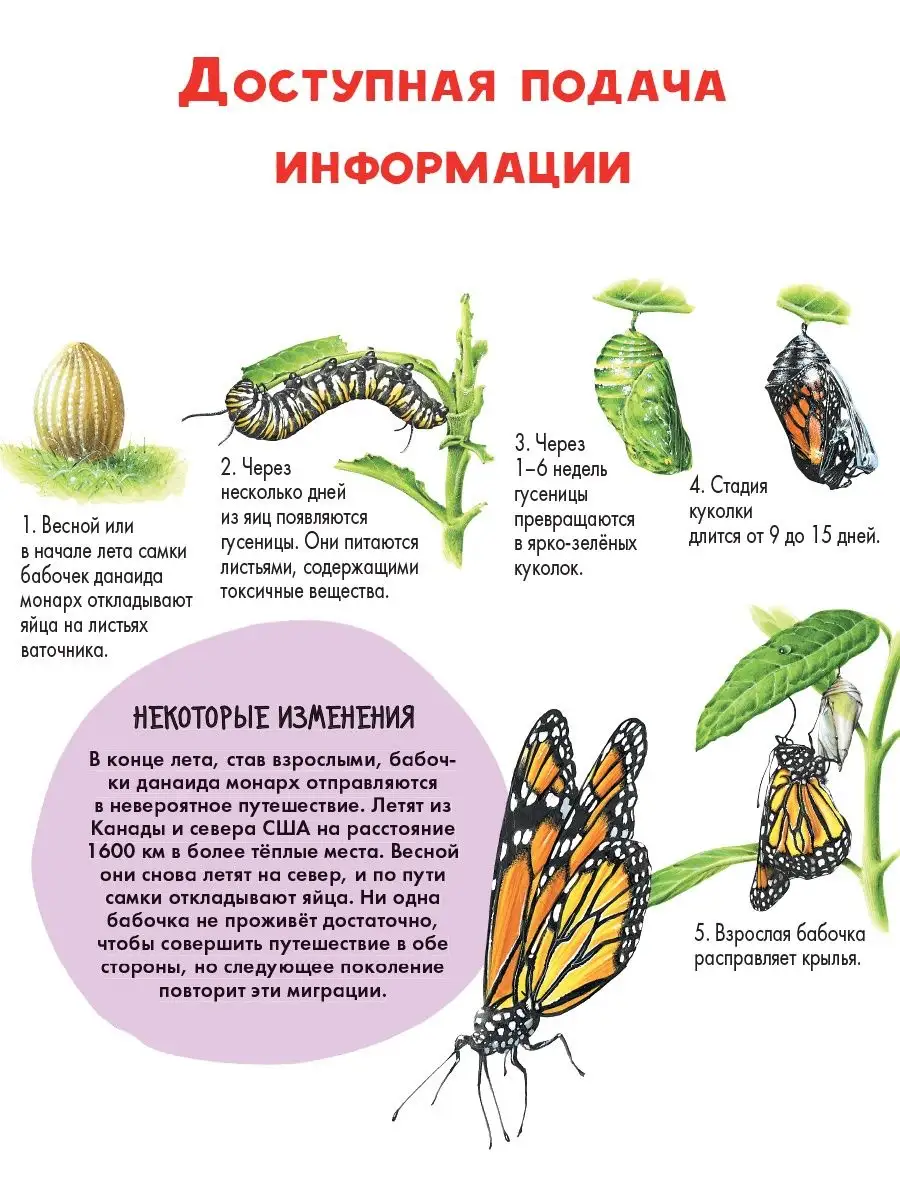 Детеныши животных. Энциклопедия для детей Издательство АСТ купить по цене  236 ₽ в интернет-магазине Wildberries | 90379145