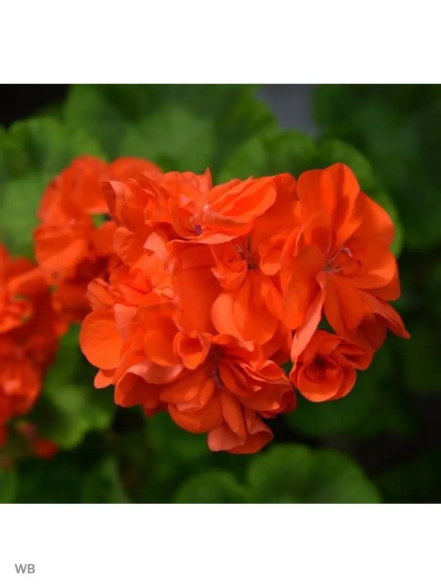 Трифонова Ю.Н Семена цветов для дома Пеларгония герань горизонт оранж