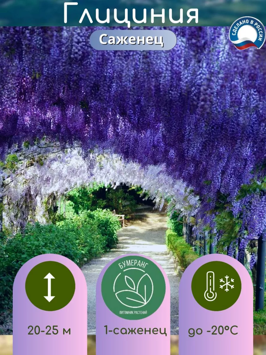 Глициния Купить Саженец