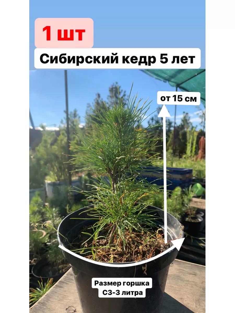 Саженец Сибирского кедра Pinus Sibirica Кедр Душа Сибири купить по цене 0  сум в интернет-магазине Wildberries в Узбекистане | 96161175