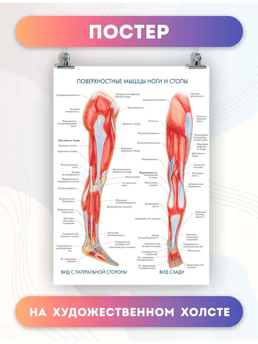 Постер анатомия поверхностные мышцы ноги и стопы, 40х60 см PosterNak купить  по цене 919 ₽ в интернет-магазине Wildberries | 96968524