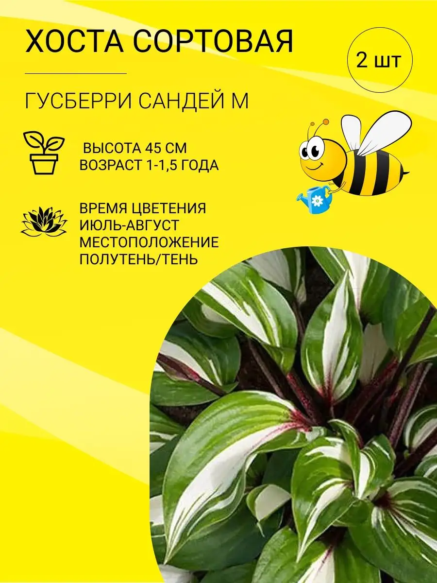 Хоста, саженцы, многолетние цветы Пчелка Садовод купить по цене 0 сум в  интернет-магазине Wildberries в Узбекистане | 97570869