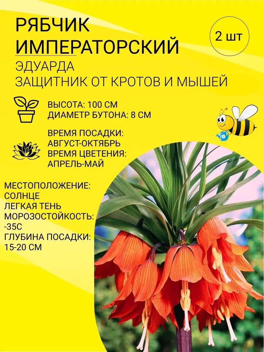 Рябчик императорский, цветы для сада Пчелка Садовод купить по цене 0 р. в  интернет-магазине Wildberries в Беларуси | 97778956