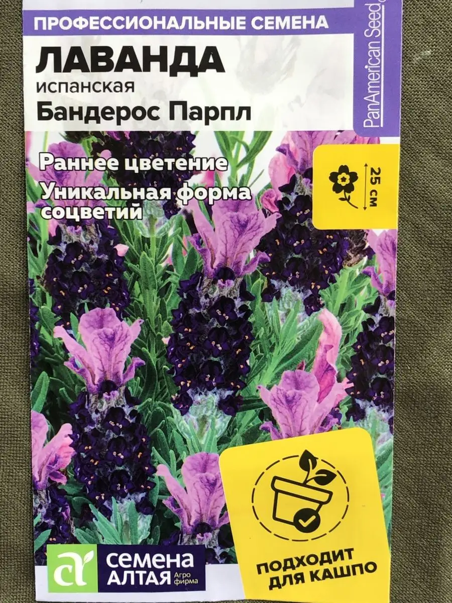 Семена испанской лаванды Бандерос парпл Лаванда купить по цене 0 сум в  интернет-магазине Wildberries в Узбекистане | 97955934