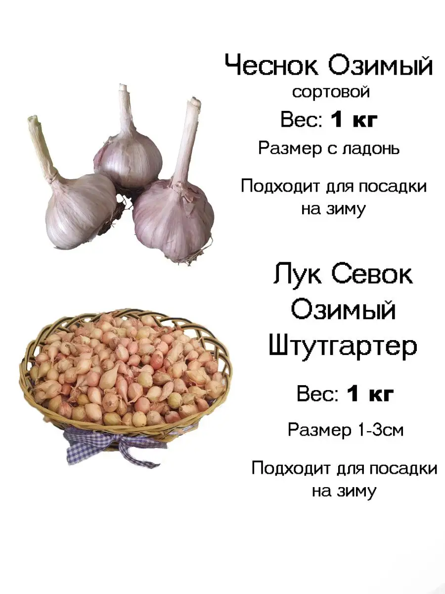 Набор чеснок озимый Лук севок Штутгартер Островок купить по цене 0 р. в  интернет-магазине Wildberries в Беларуси | 99095056