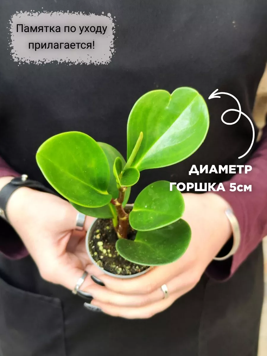 Пеперомия Туполистная (Peperomia Obtusifolia) D5см Exotica купить по цене  831 ₽ в интернет-магазине Wildberries | 99393175